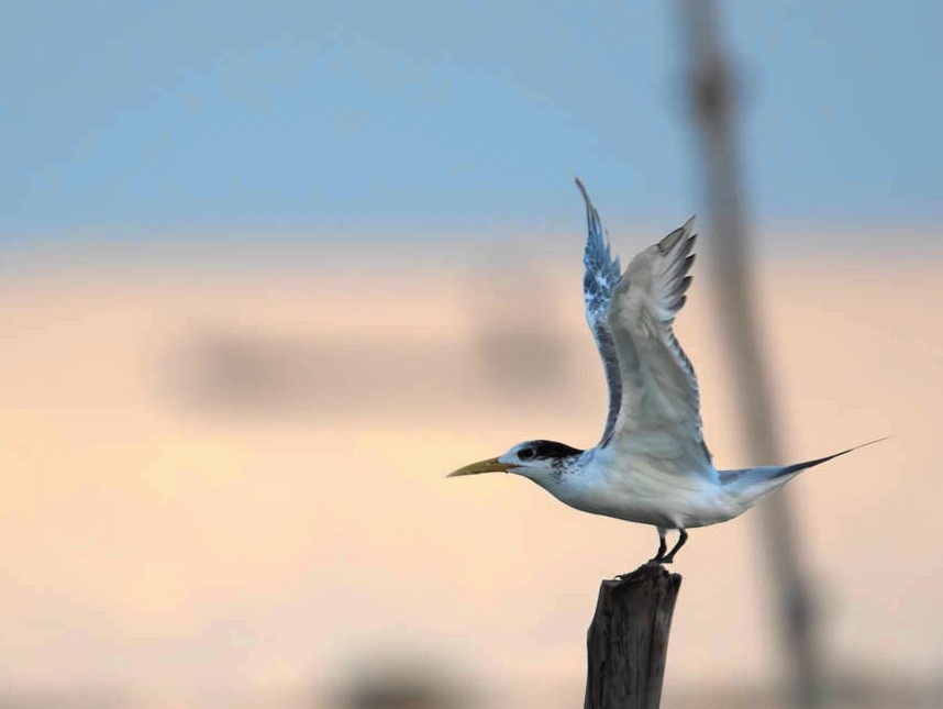 Great Crested Tern - ML609533121