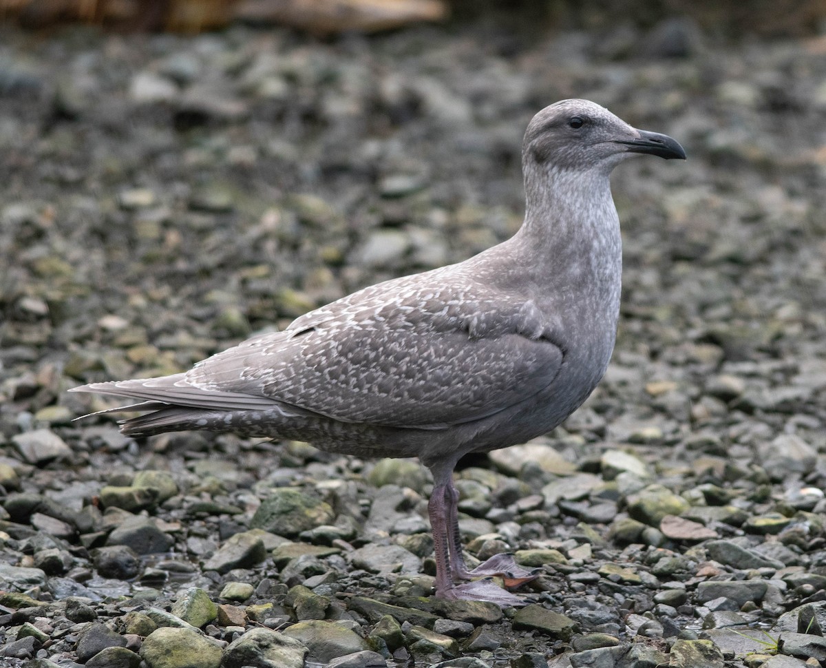 Glaucous-winged Gull - Clive Harris