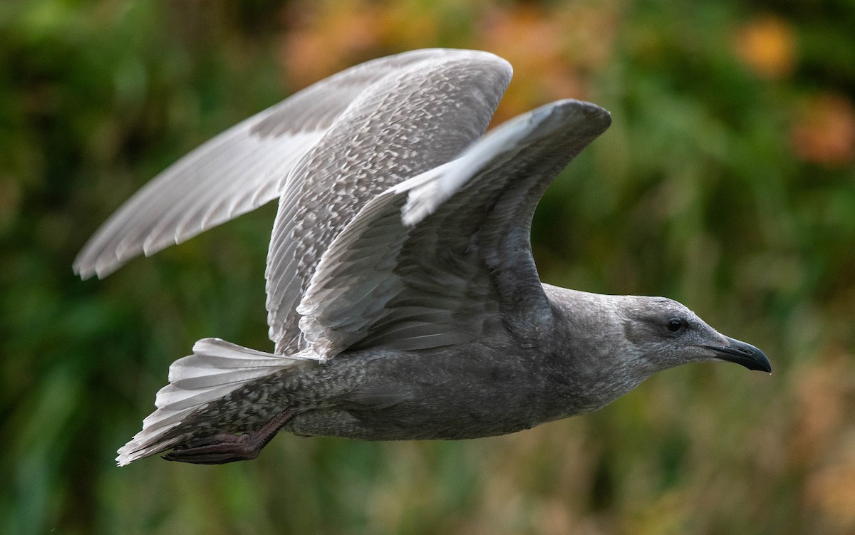 Glaucous-winged Gull - Clive Harris
