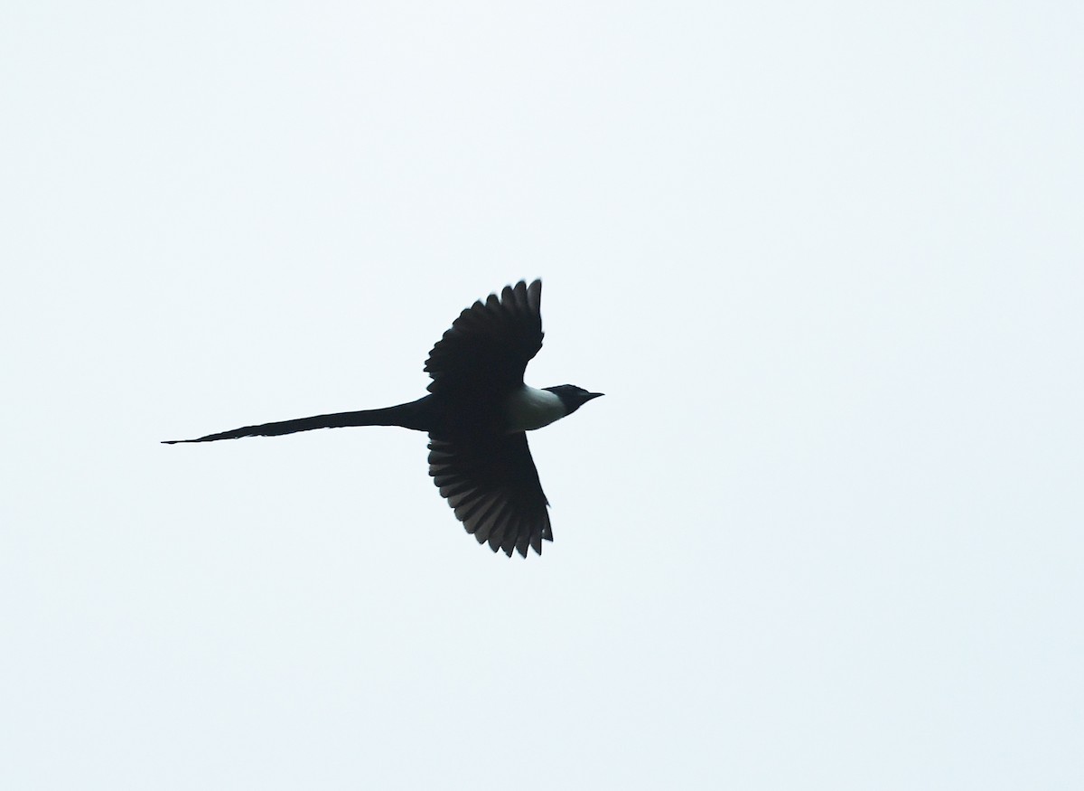 White-necked Myna (Northern) - ML609533170