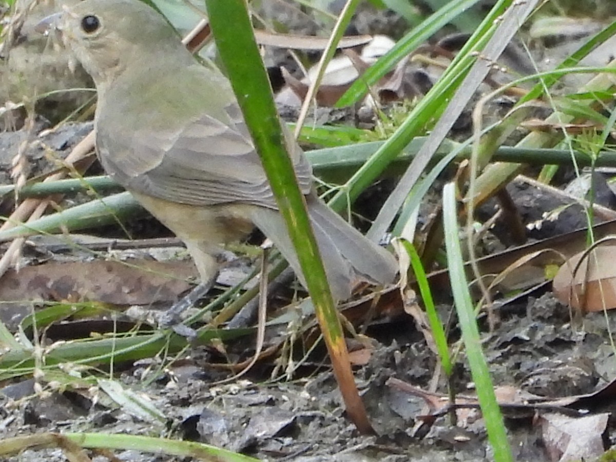 Painted Bunting - Louise Haney