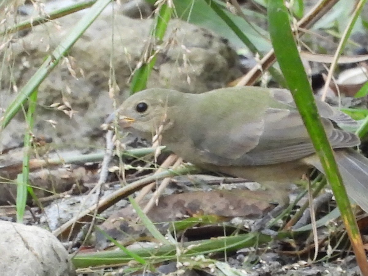 Painted Bunting - Louise Haney