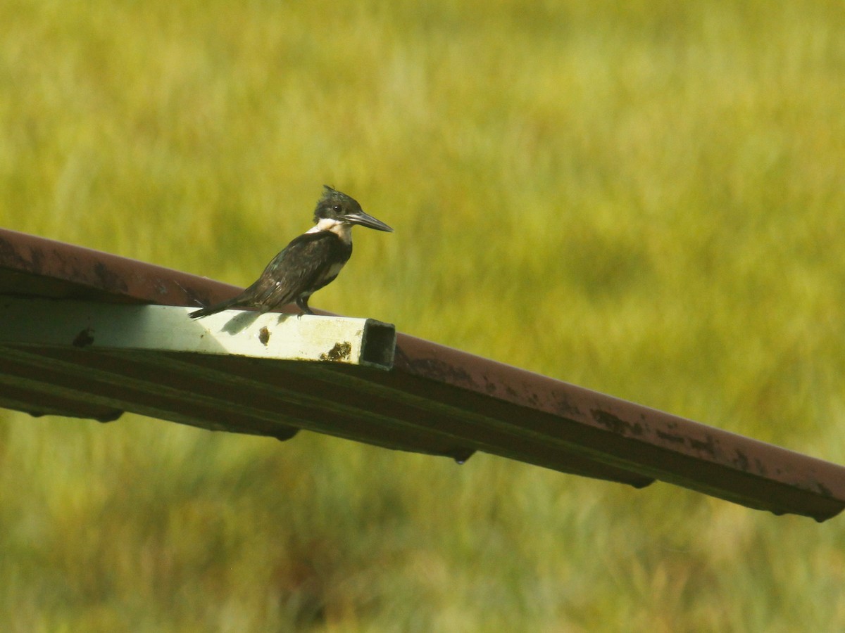 Green Kingfisher - Matthieu Gauvain