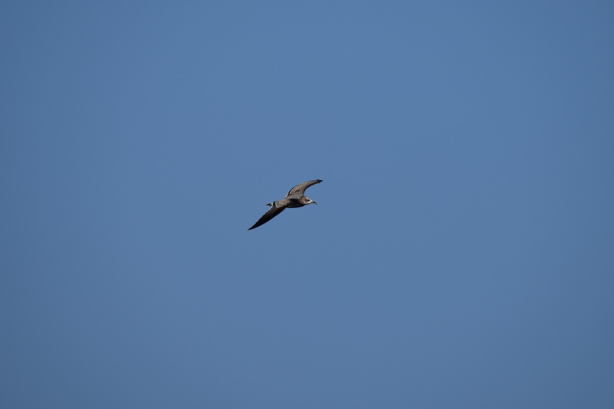 Laughing Gull - John Becker