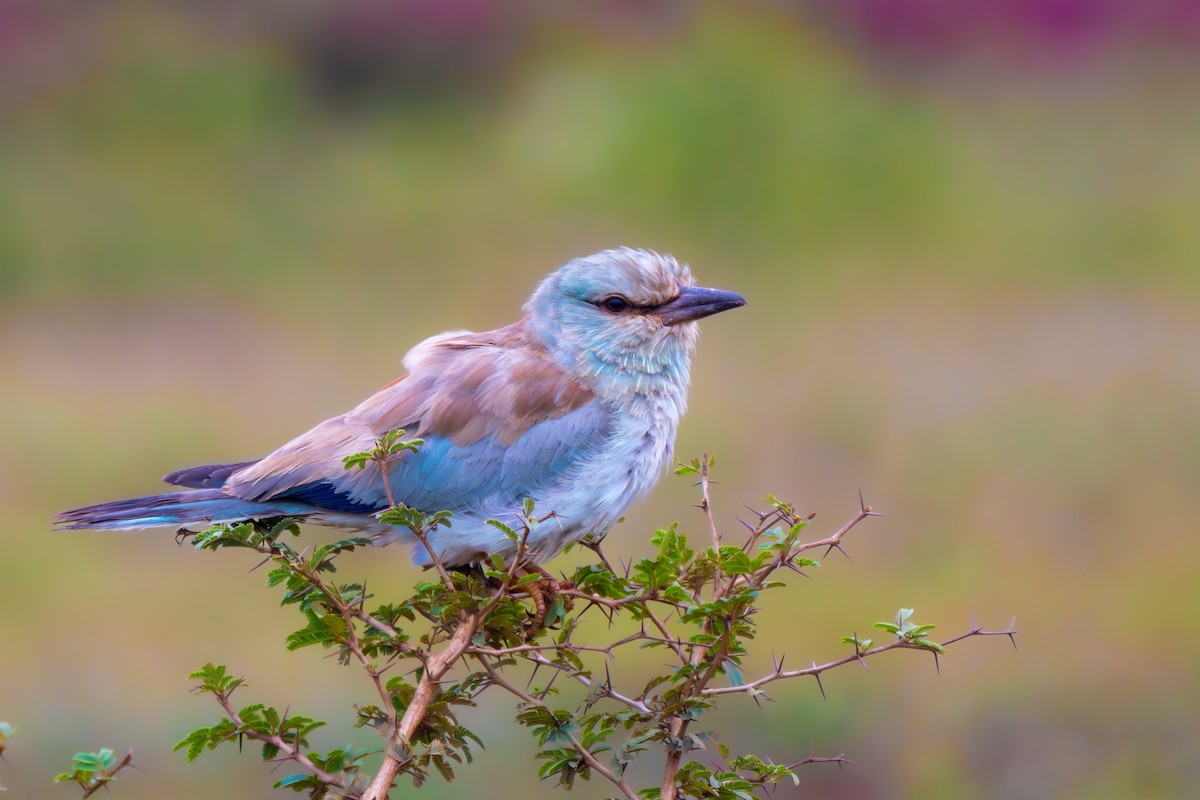 European Roller - Vikram S