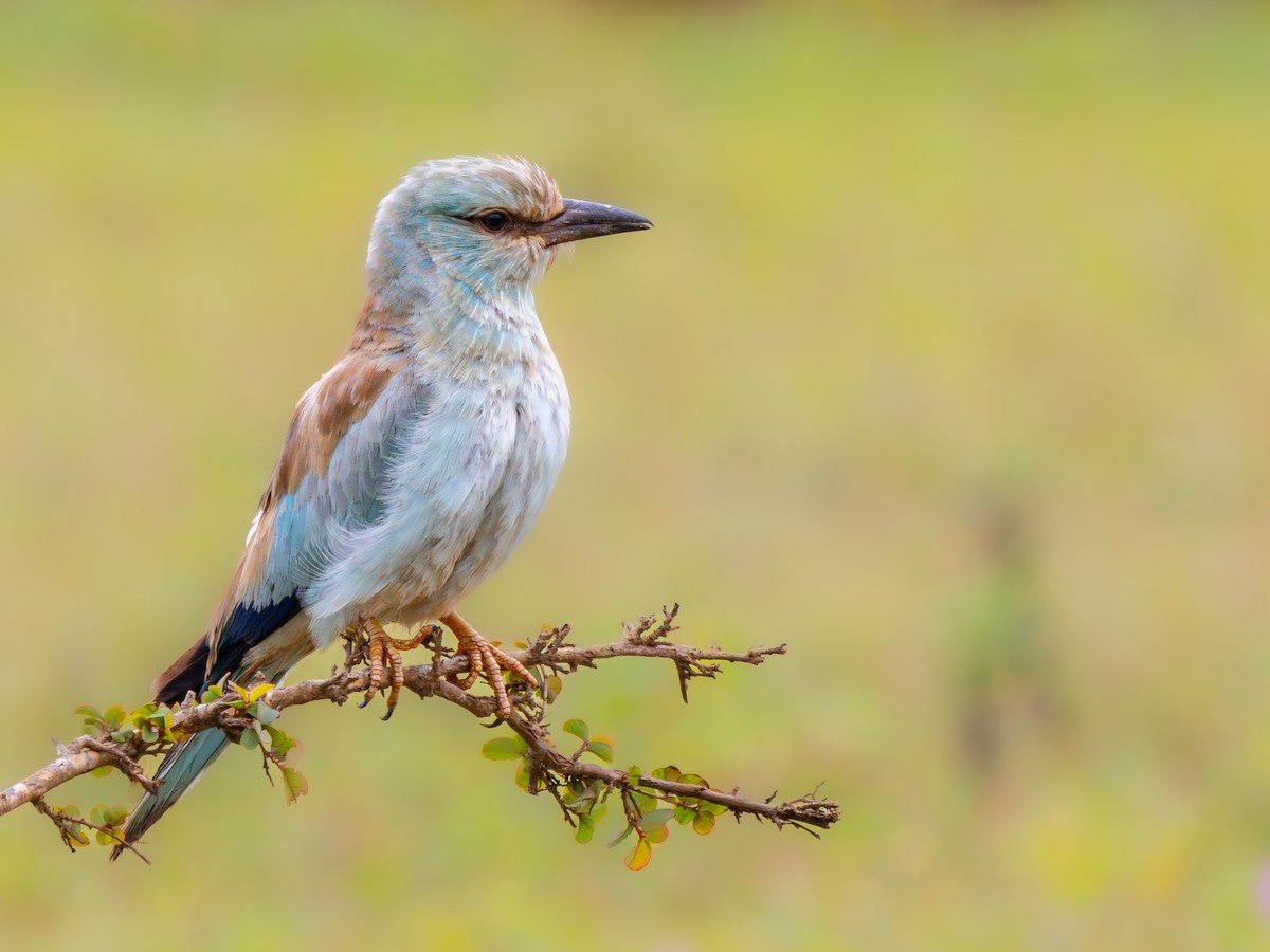 European Roller - ML609533368