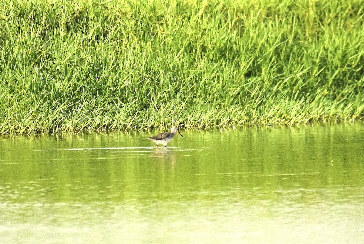 Spotted Redshank - ML609533469