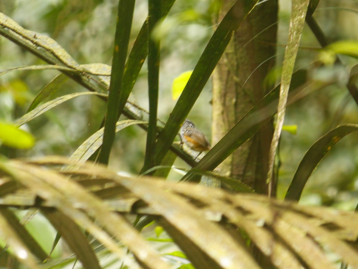 Guianan Warbling-Antbird - ML609533483
