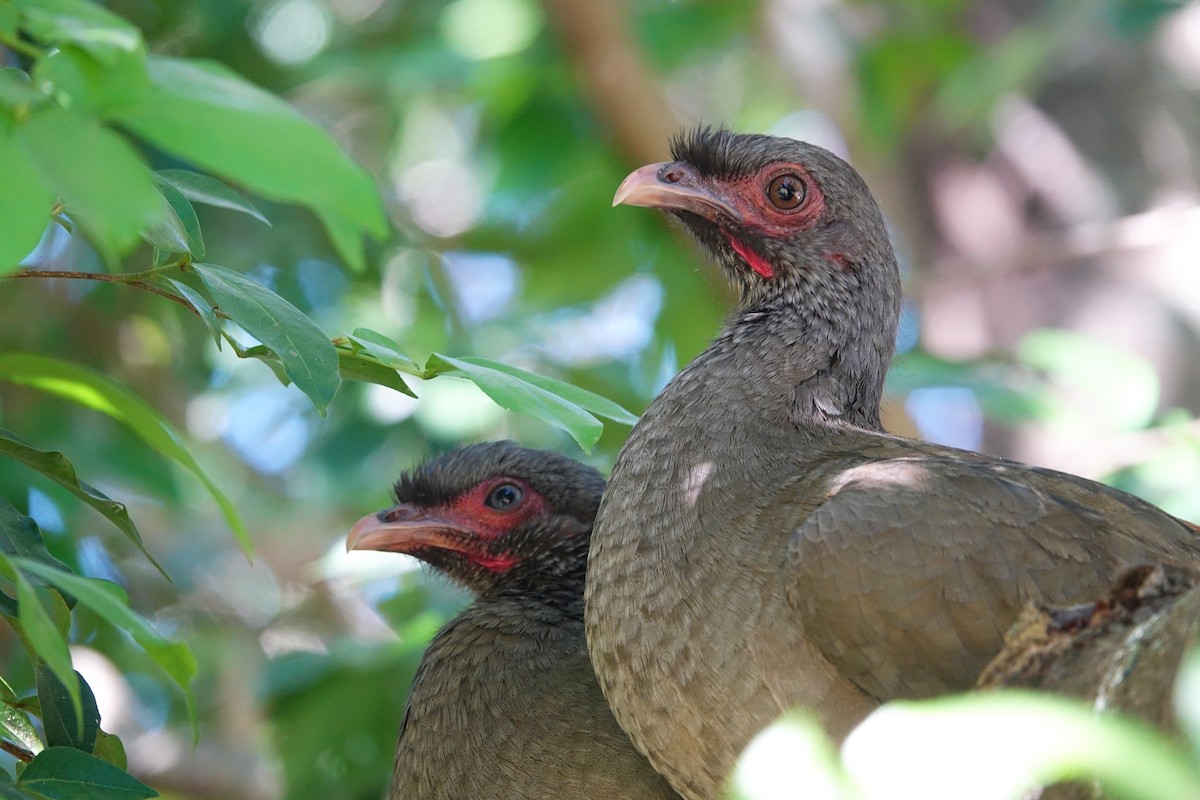 Chachalaca Charata - ML609533523