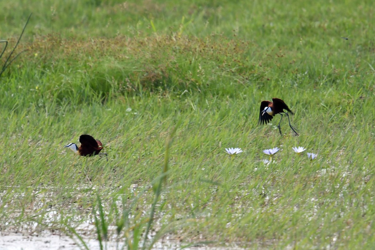 African Jacana - ML609533536