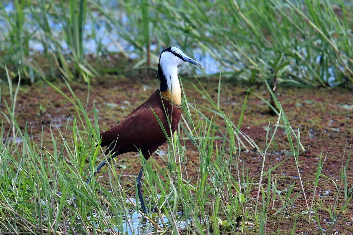 African Jacana - ML609533537