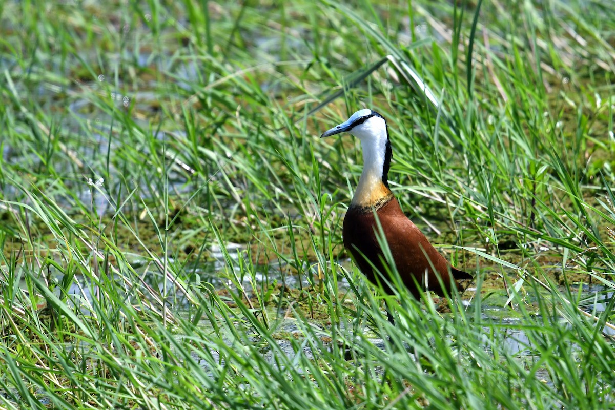 African Jacana - ML609533538