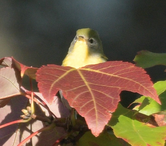 Northern Parula - Margaret Poethig