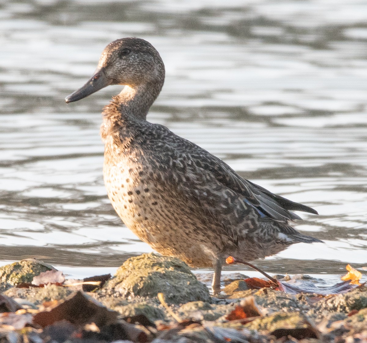 Northern Pintail - ML609533601