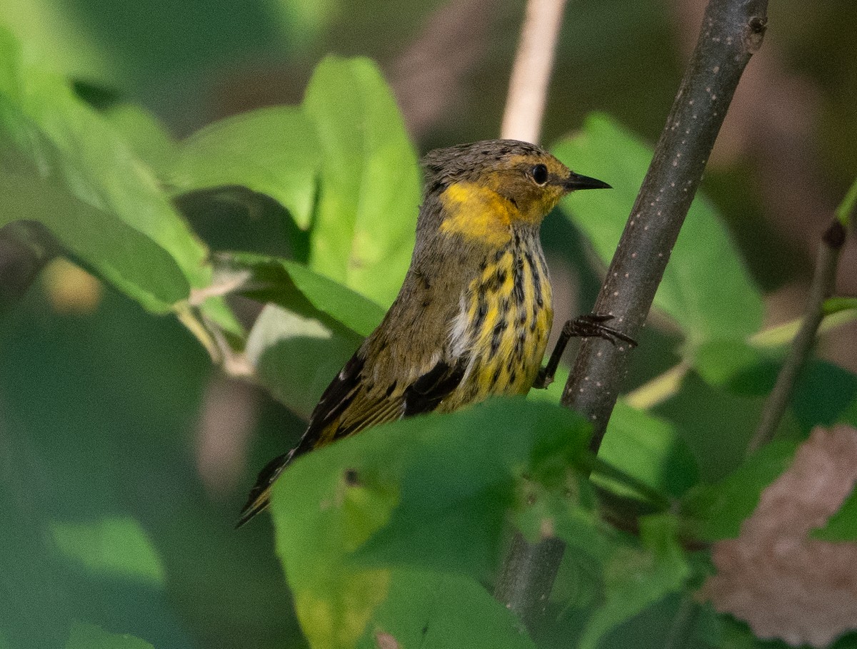 Cape May Warbler - ML609533618
