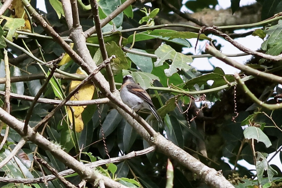 Rufous-breasted Chat-Tyrant - ML609533980