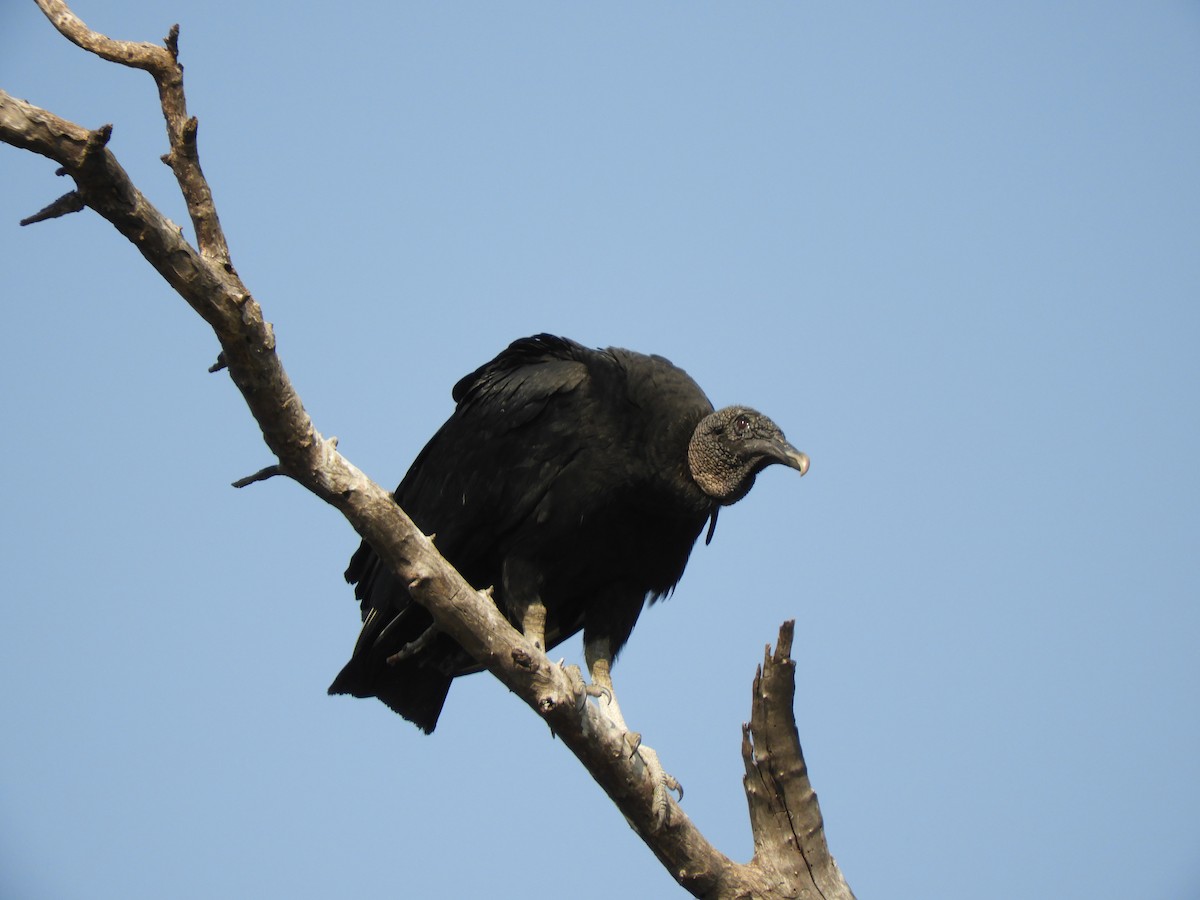 Black Vulture - ML609534036