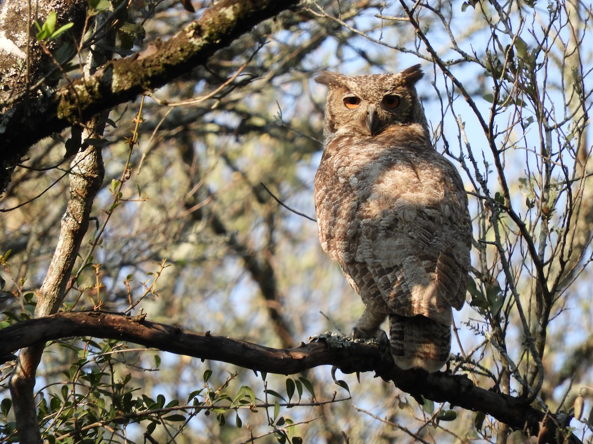 Great Horned Owl - ML609534061