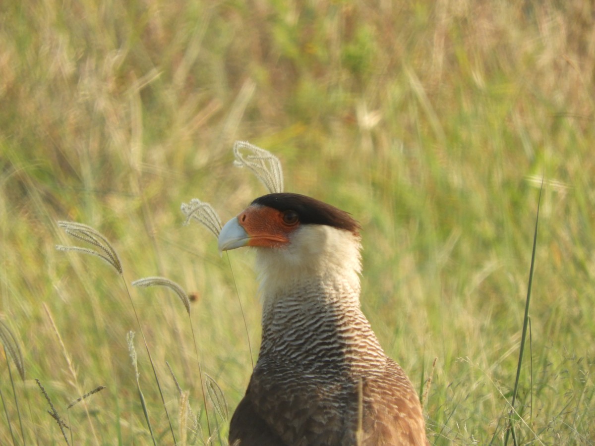 Crested Caracara - ML609534070