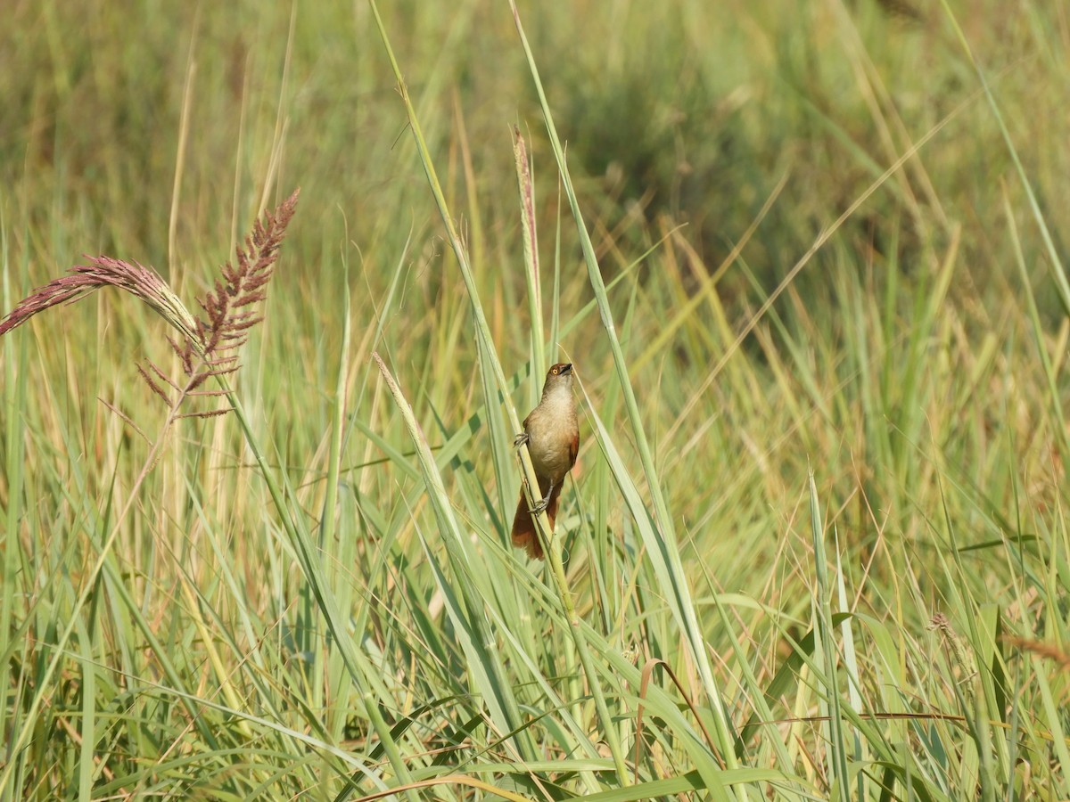 Greater Thornbird - ML609534098