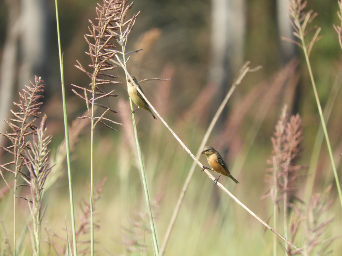 Tawny-bellied Seedeater - ML609534117