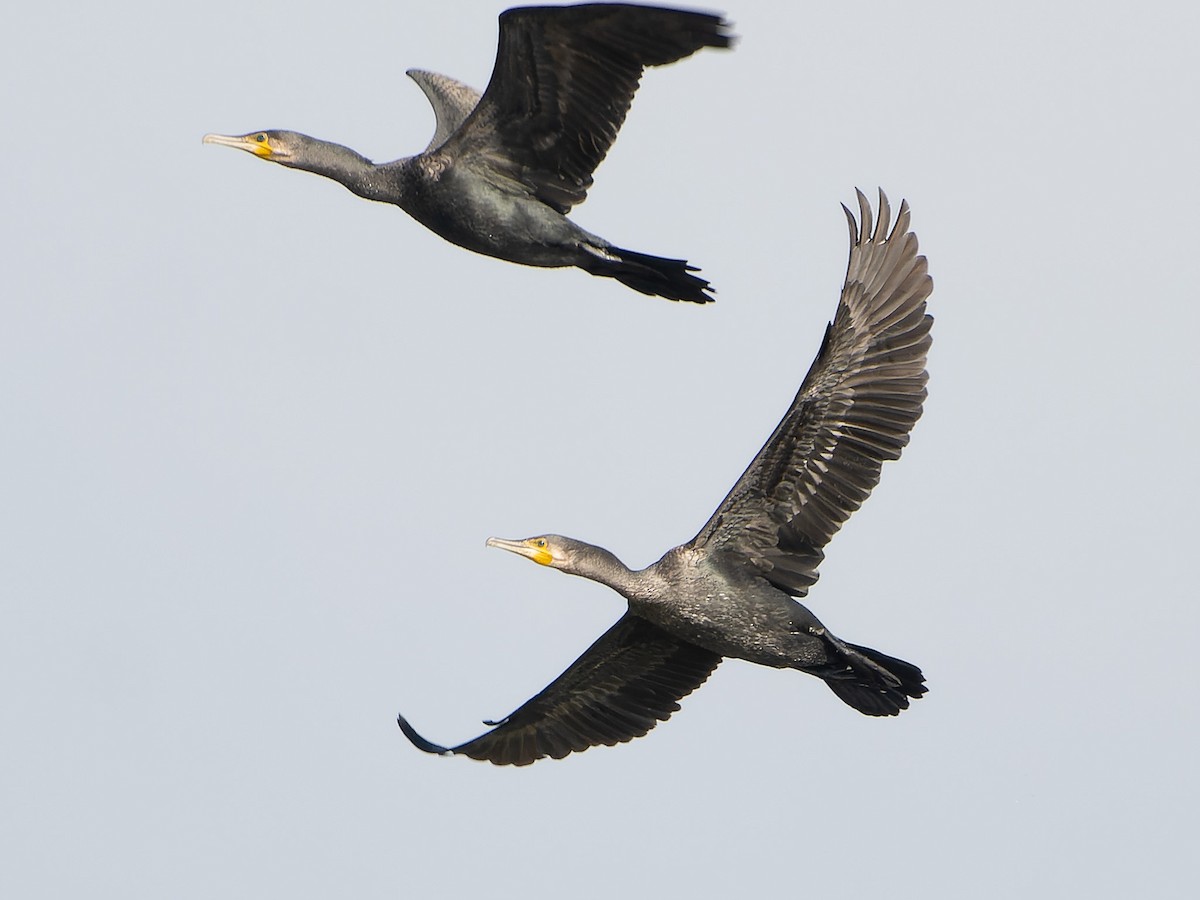 Great Cormorant - Andrej Bremer