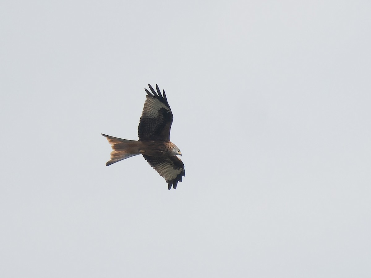 Red Kite - Andrej Bremer