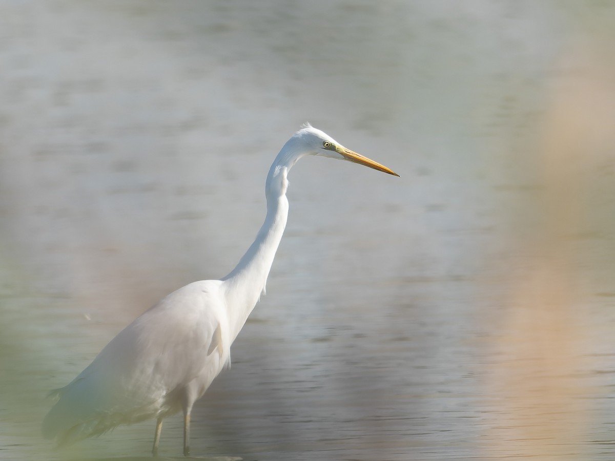 Great Egret - ML609534141