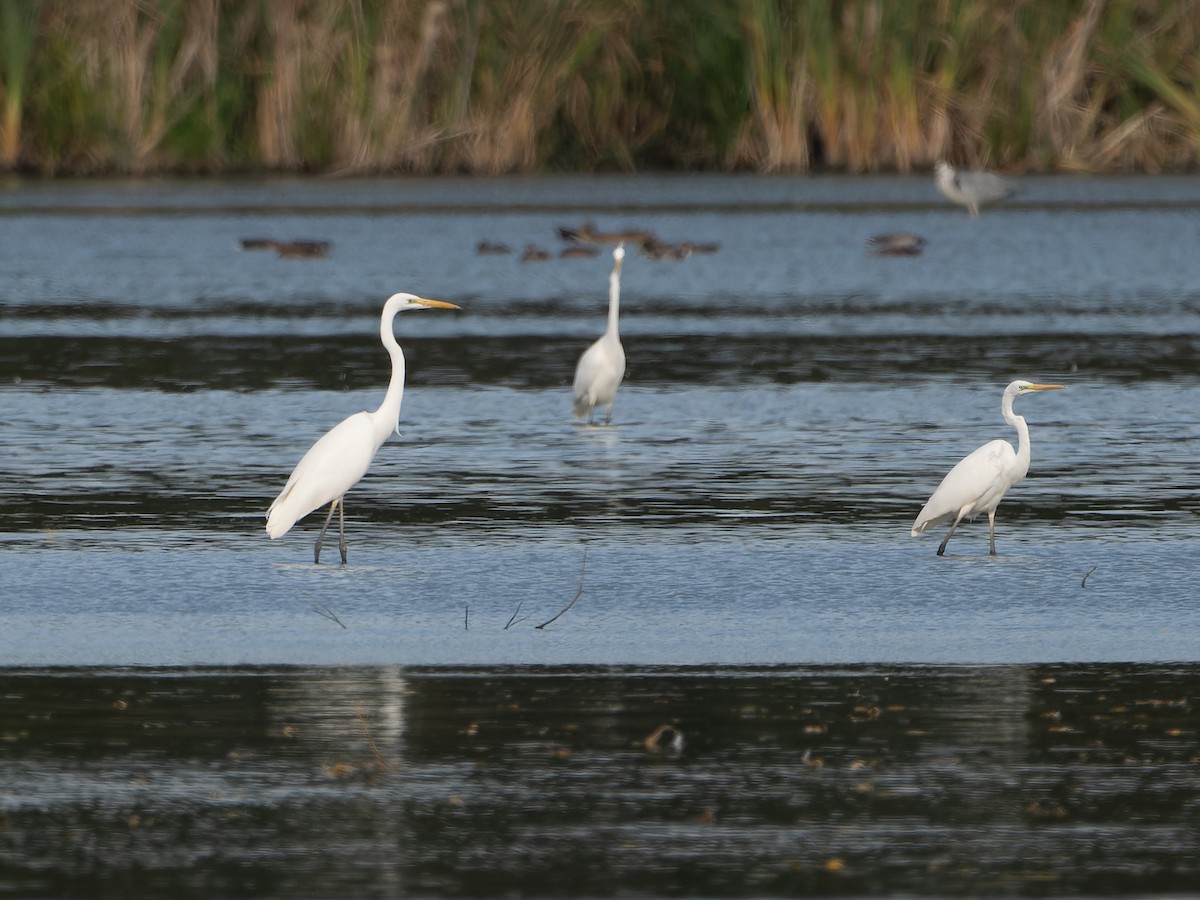 Great Egret - ML609534142