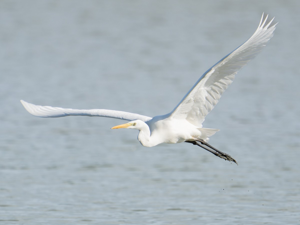 Great Egret - ML609534143