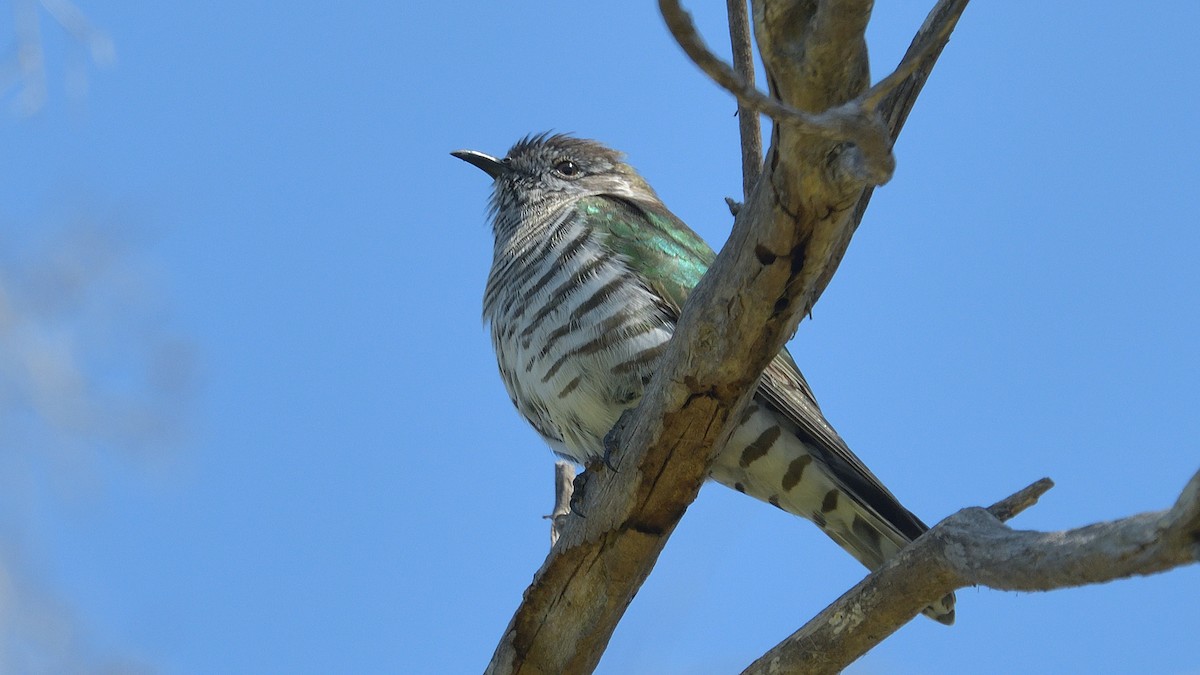 Shining Bronze-Cuckoo - ML609534149