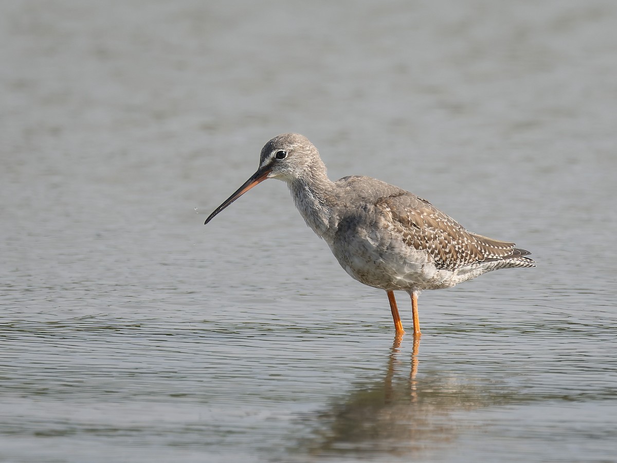 Spotted Redshank - ML609534155