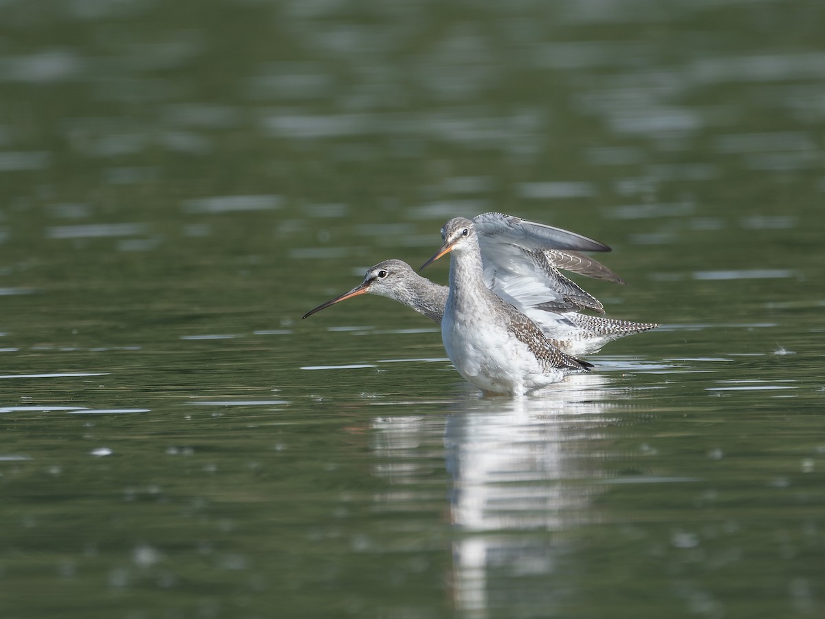 Spotted Redshank - ML609534156