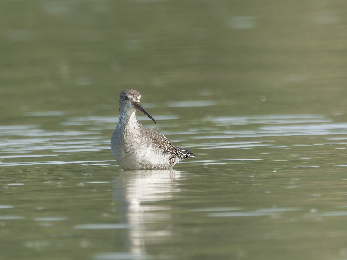 Spotted Redshank - ML609534157