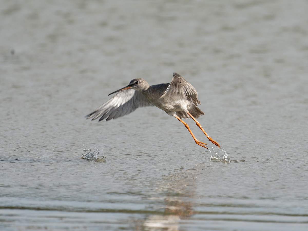 Spotted Redshank - ML609534158