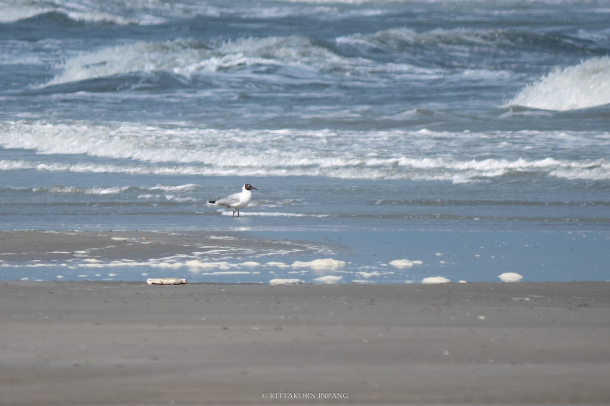 Brown-headed Gull - ML609534215