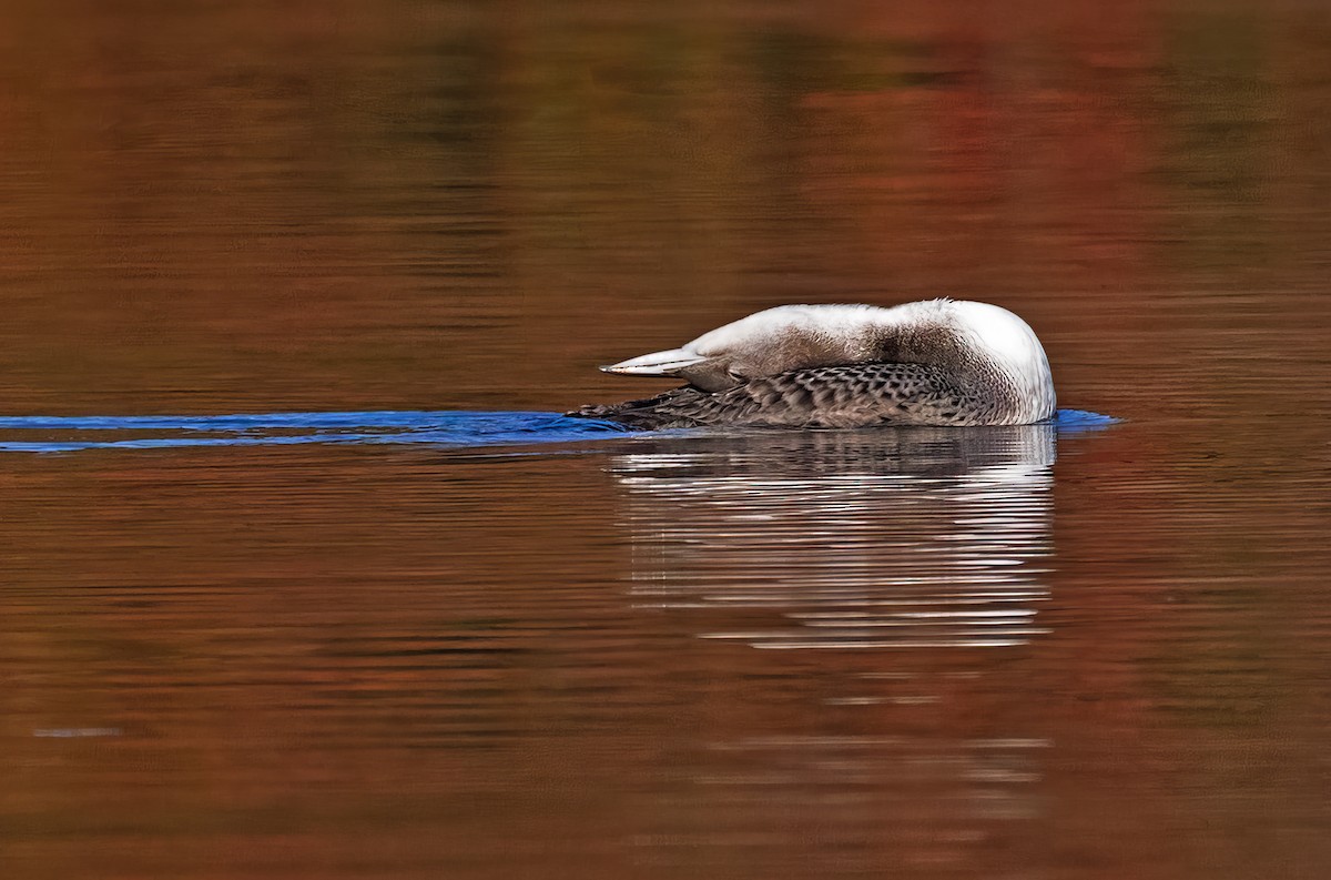 Plongeon huard - ML609534234