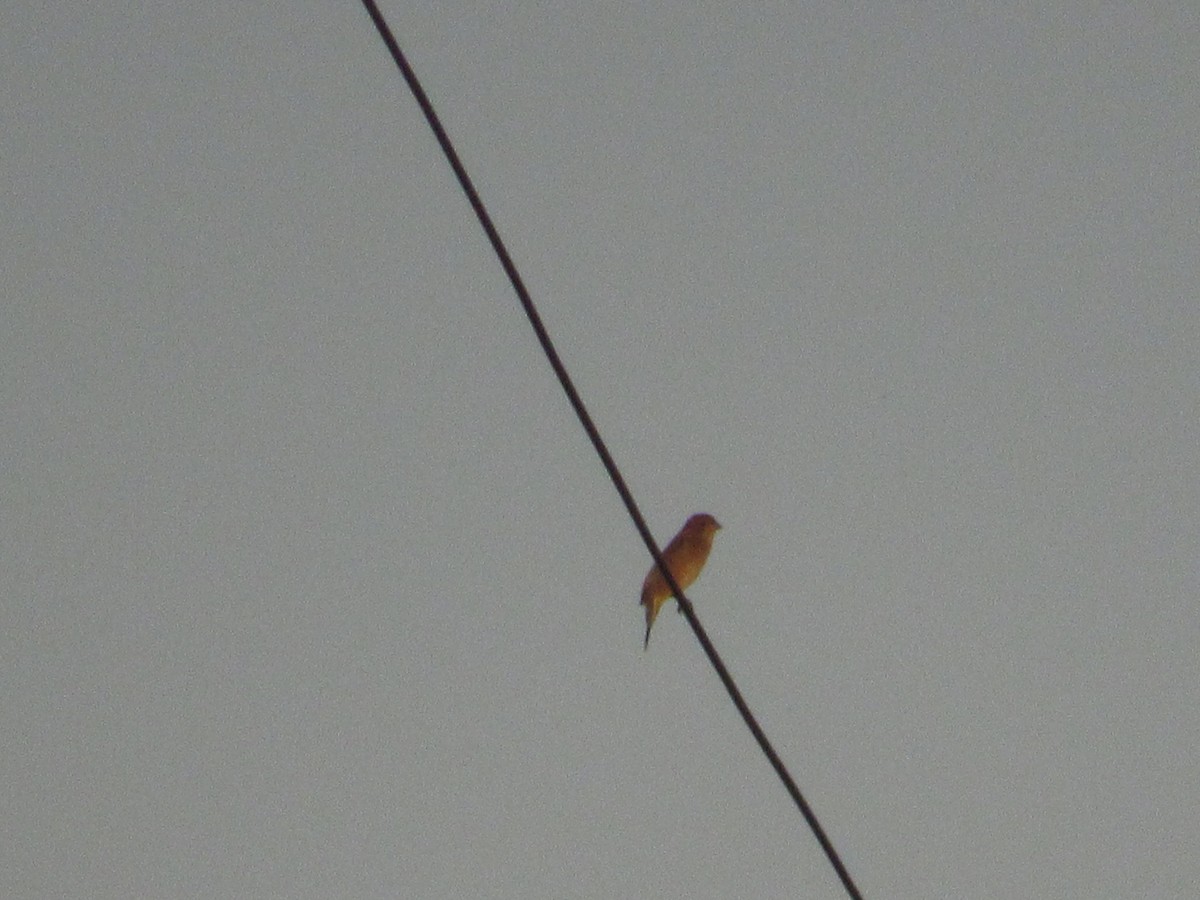 Bobolink - ML609534251