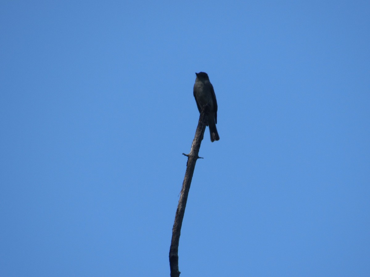 Eastern Wood-Pewee - ML609534261