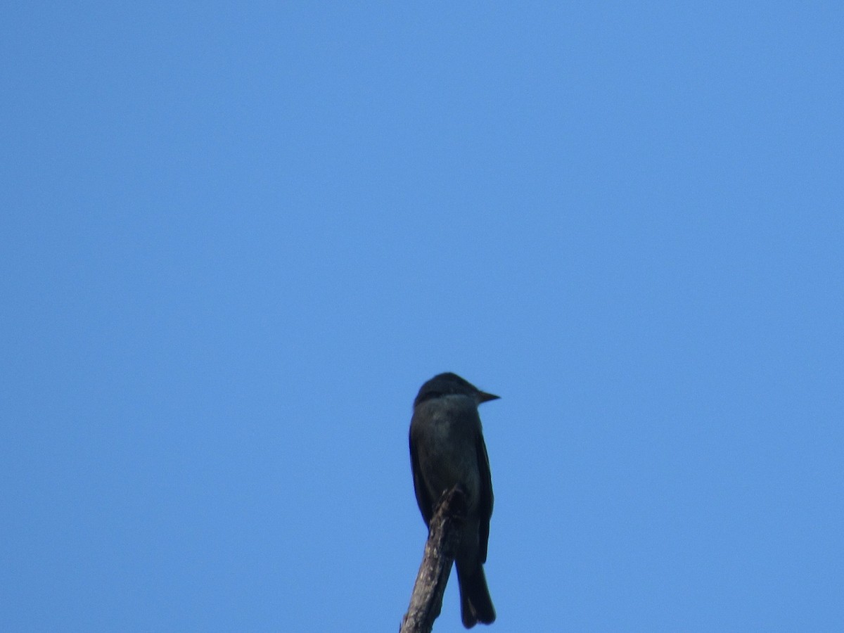 Eastern Wood-Pewee - ML609534262