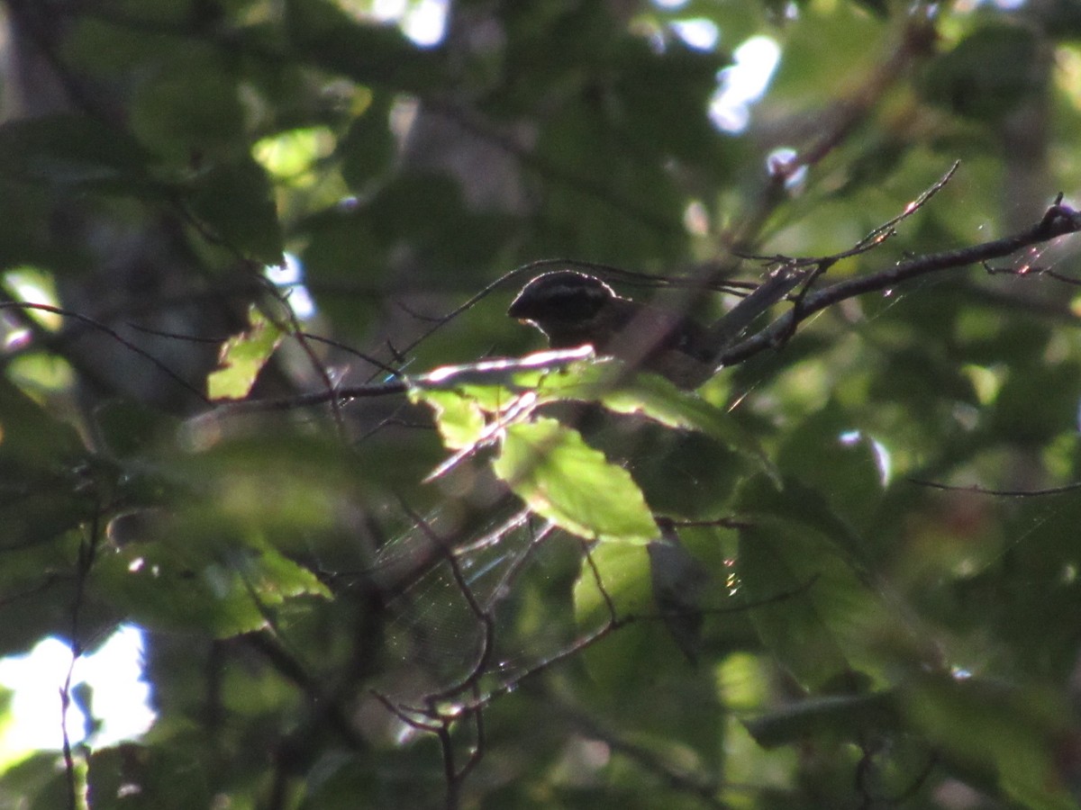 Rose-breasted Grosbeak - ML609534268