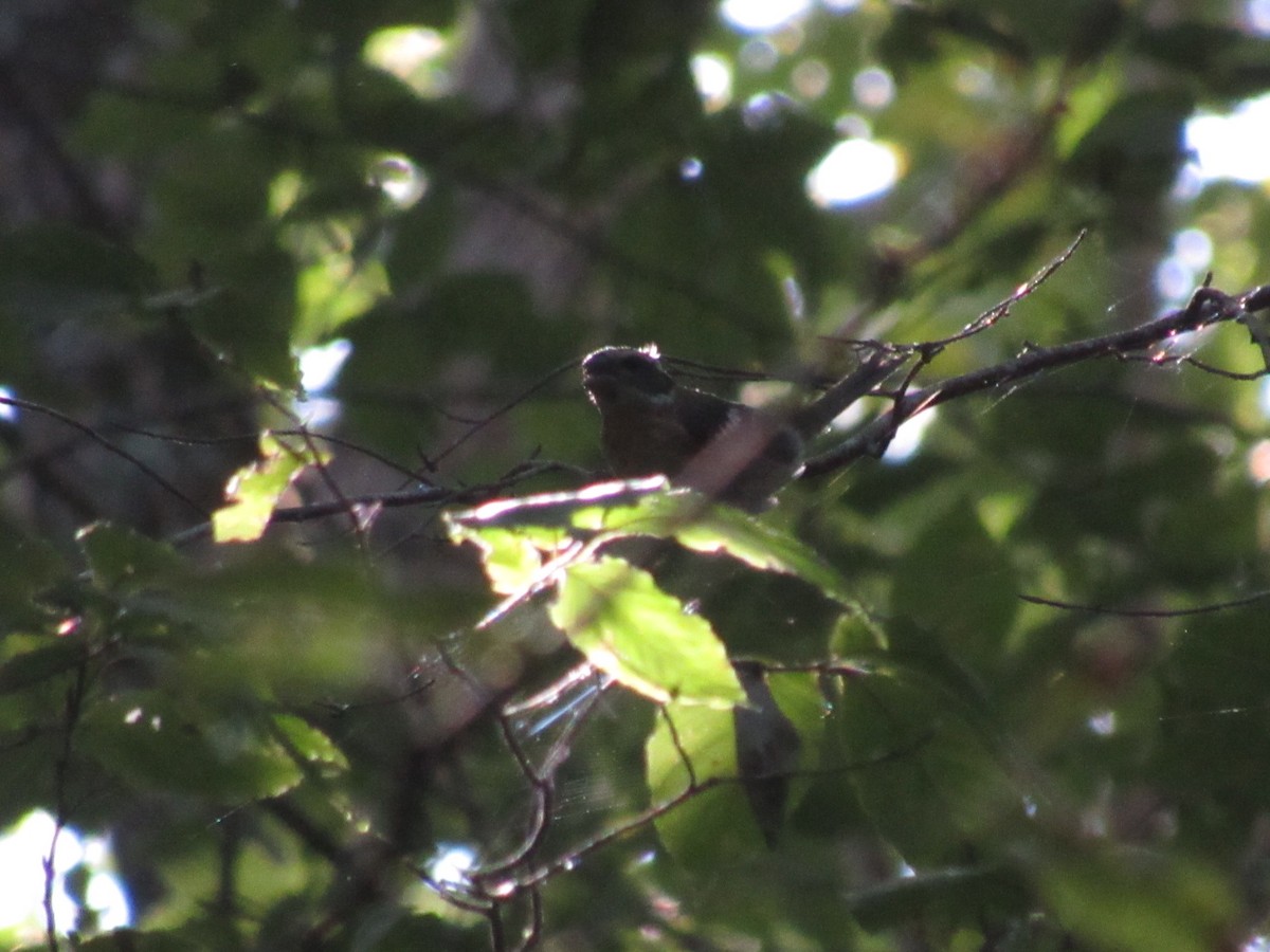 Rose-breasted Grosbeak - ML609534269