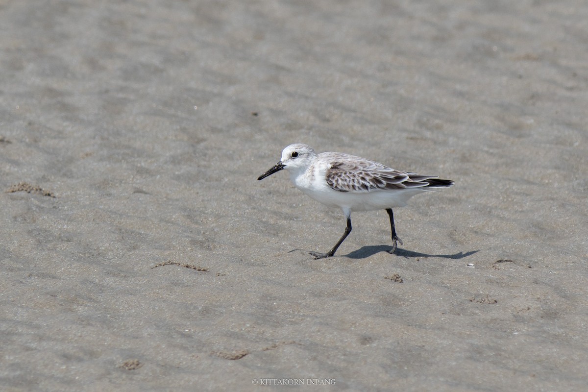 Sanderling - ML609534278