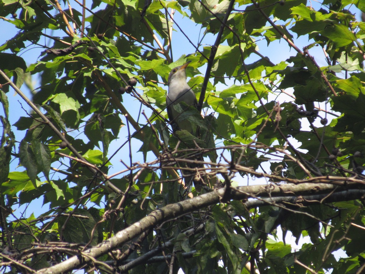 Yellow-billed Cuckoo - ML609534291