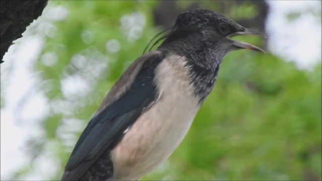 Rosy Starling - ML609534368