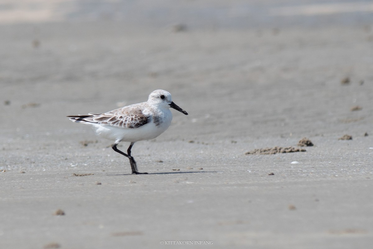 Sanderling - ML609534390