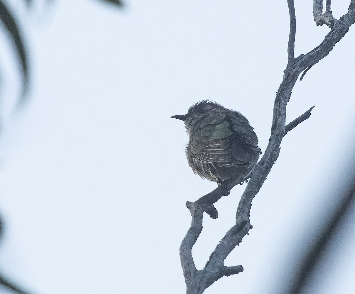 Shining Bronze-Cuckoo - ML609534429