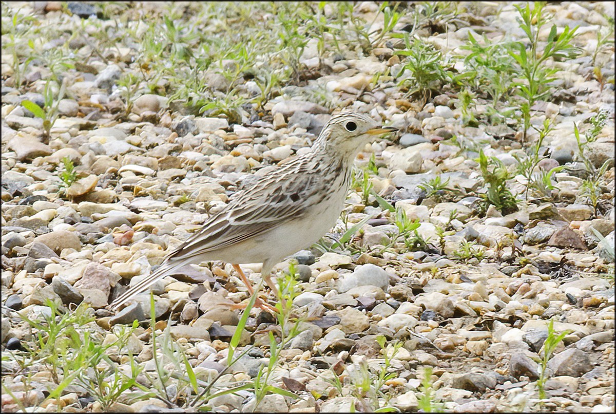 Sprague's Pipit - ML609534556