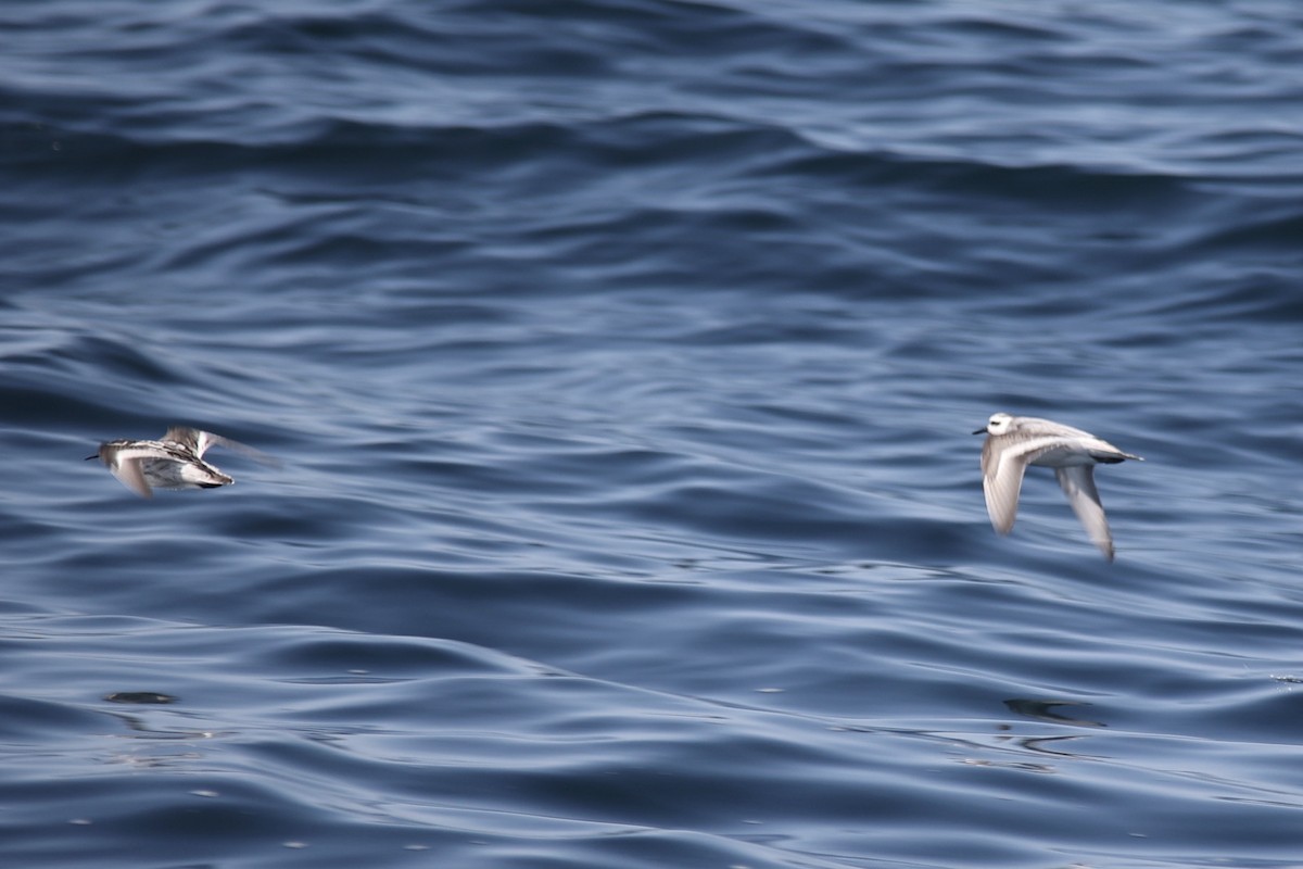 Red Phalarope - ML609534585