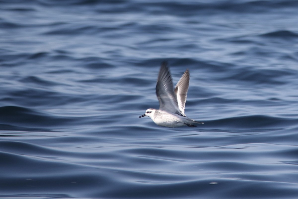 Red Phalarope - ML609534586
